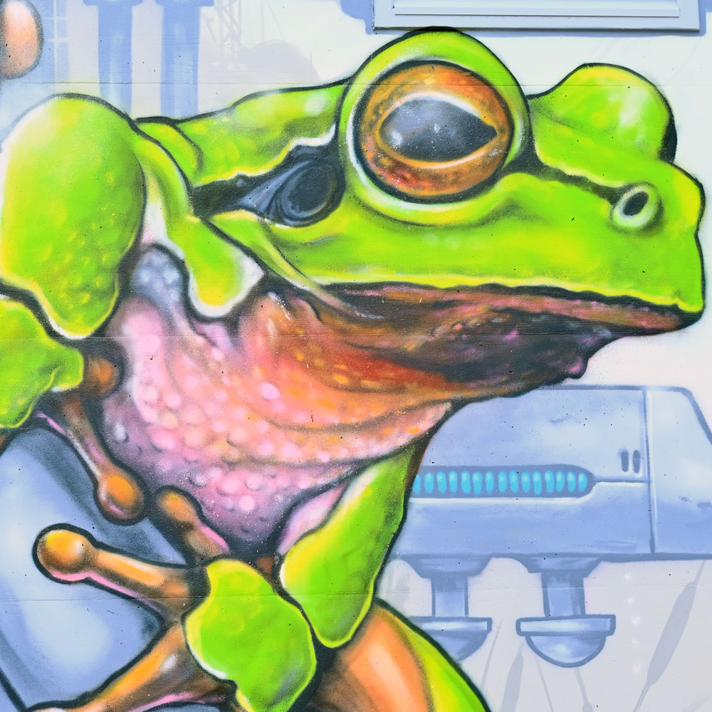 Froschbild auf Wand