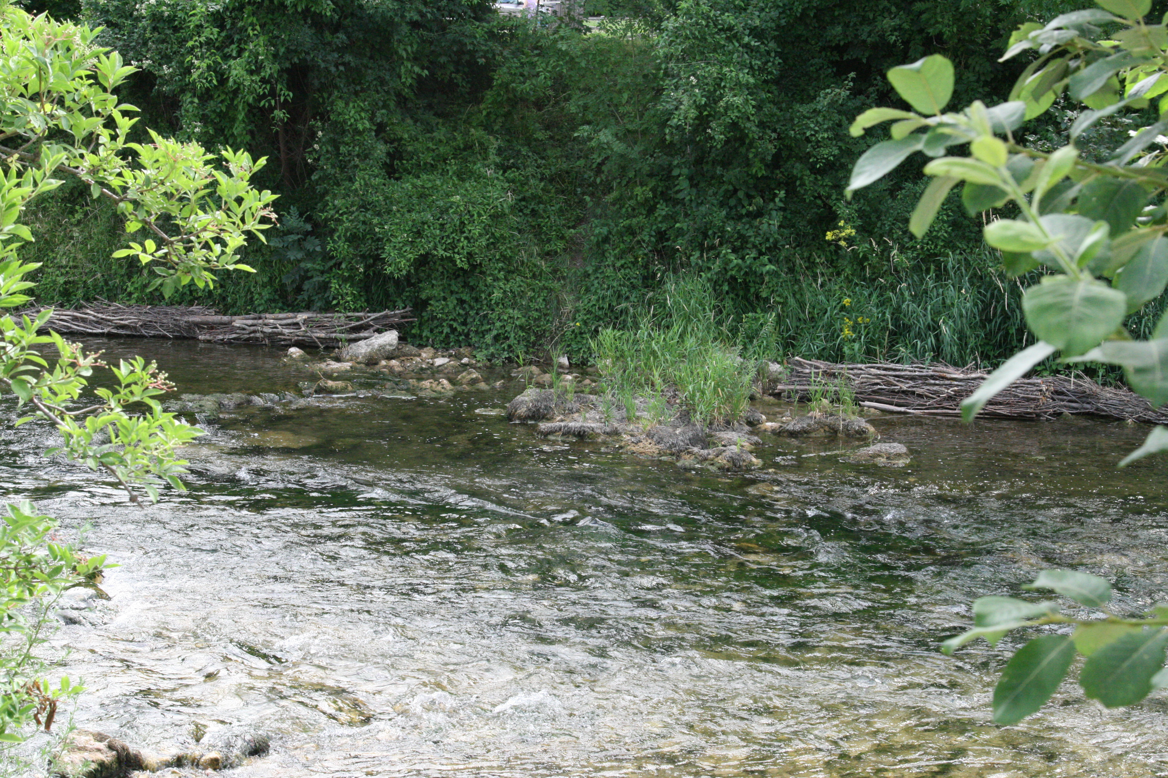 Fischförderung an der Schüss in Biel