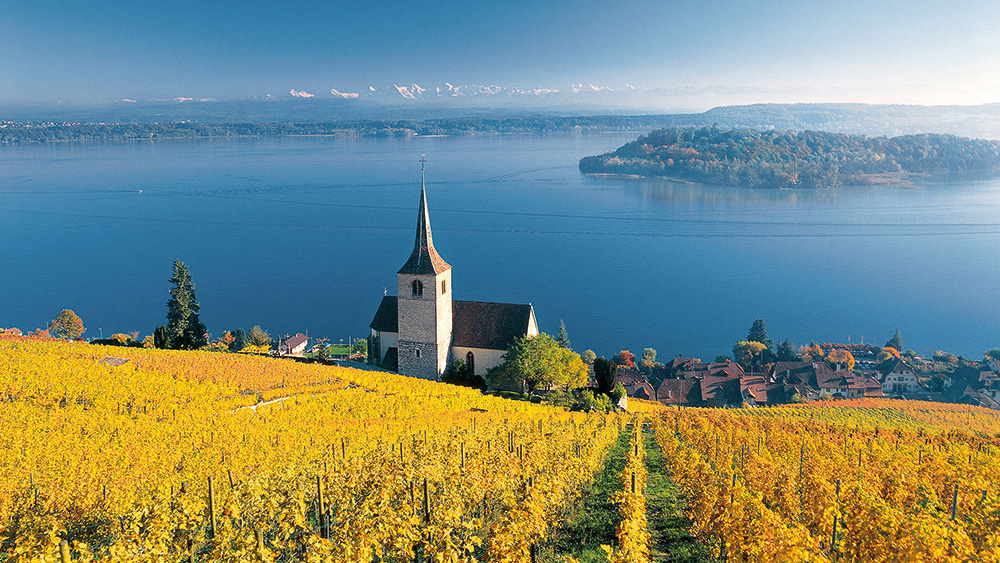 weinberge mit Kirche und See