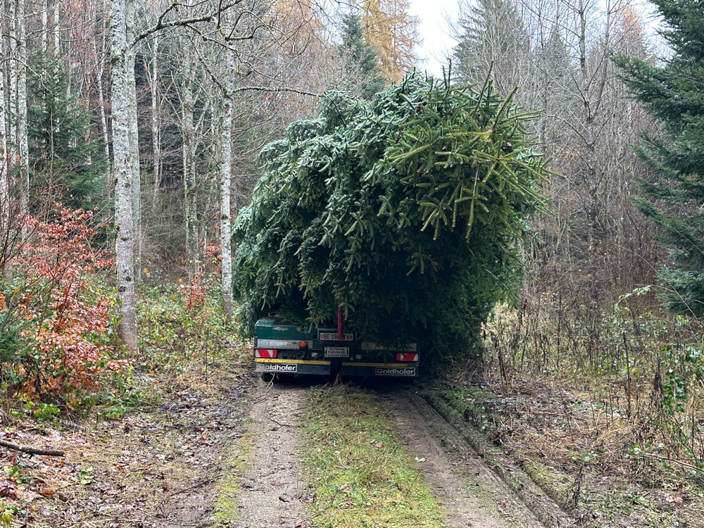 Weihnachtsbaum wird abtransportiert im Wald