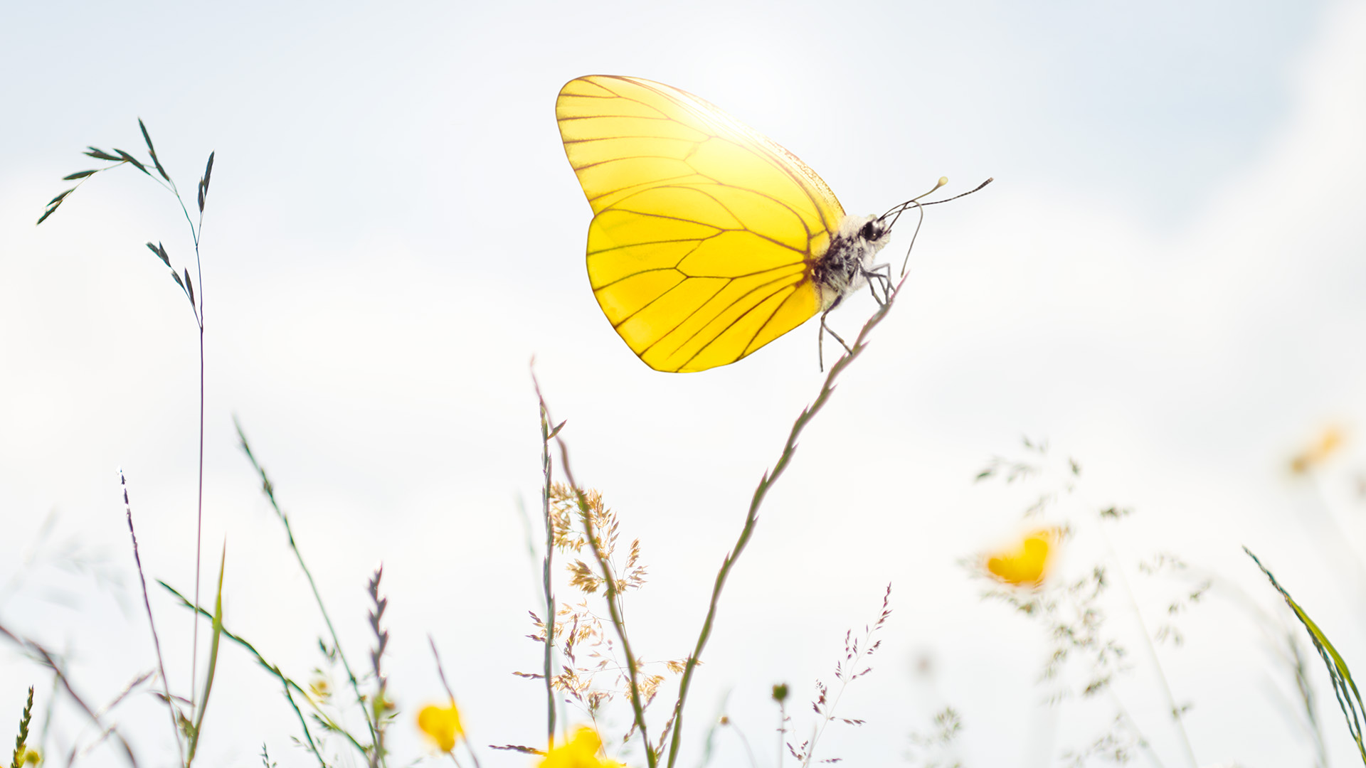 Schmetterling im Sonnenlicht
