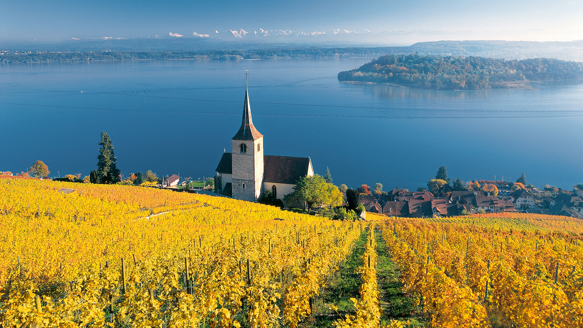 Kirche von Ligerz mit Weinreben im Vordergrund und dem Bielersee dahinter